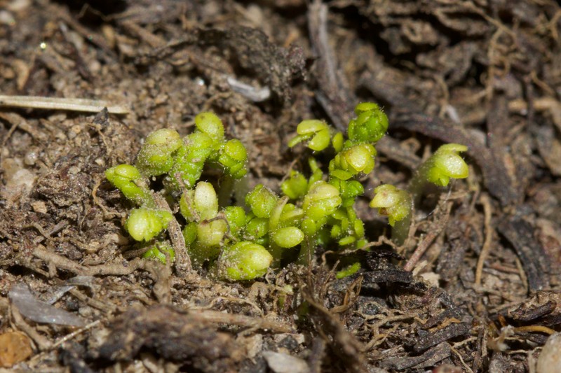 Potentilla lycopodioides var. scandularis photo 3