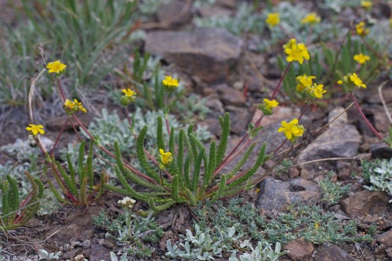 Potentilla lycopodioides var. scandularis photo 4
