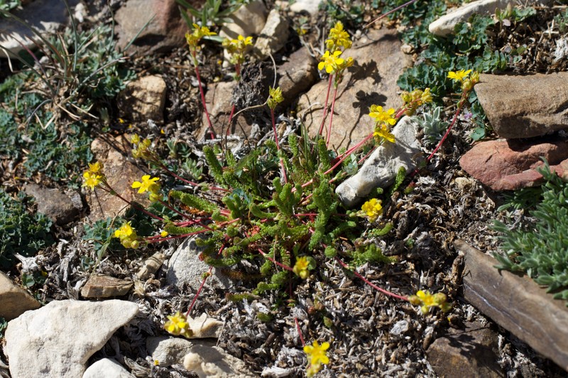 Potentilla lycopodioides var. scandularis photo 5