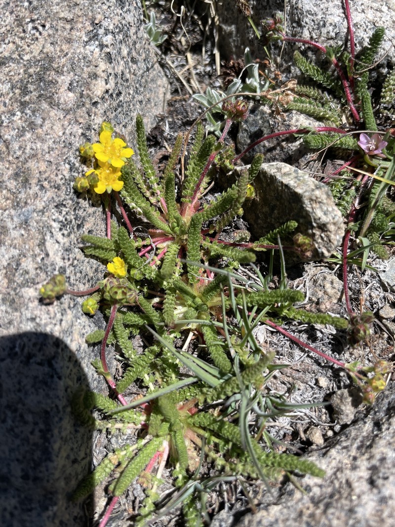Potentilla lycopodioides var. scandularis photo 6