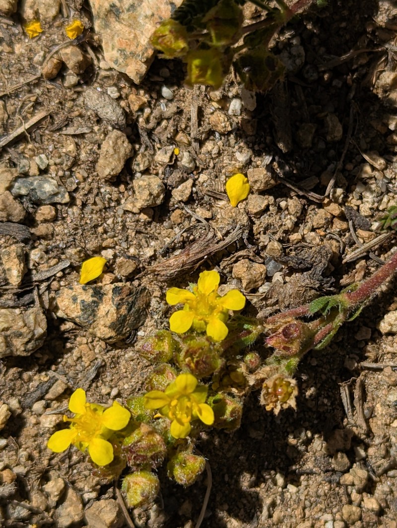 Potentilla lycopodioides var. scandularis photo 7