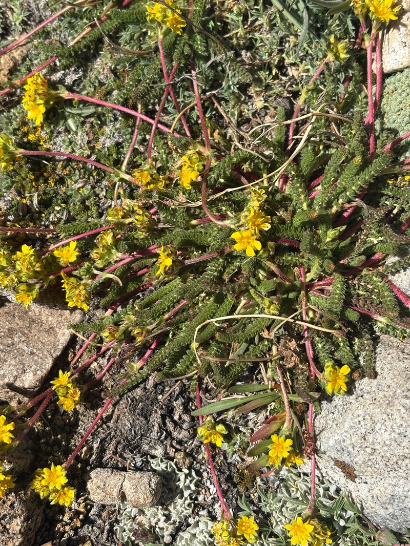 Potentilla lycopodioides var. scandularis photo 8