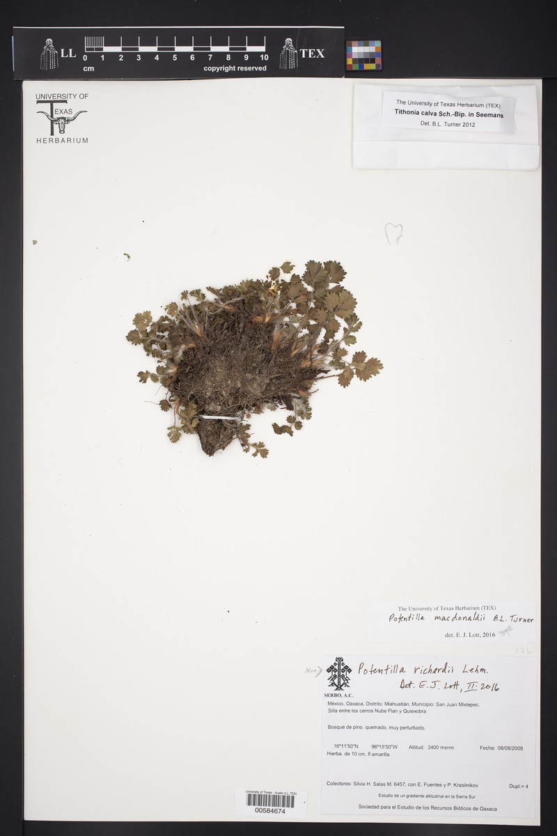 Potentilla macdonaldii