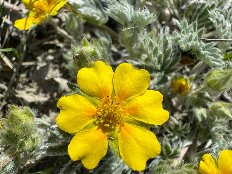 Macoun's Cinquefoil