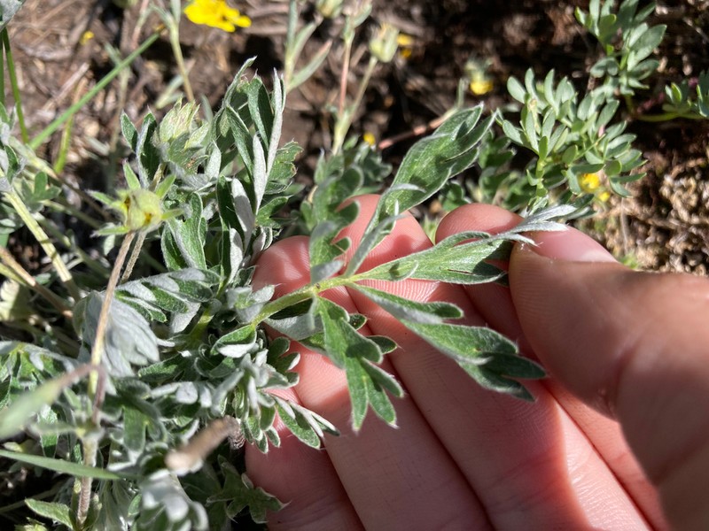 Macoun's Cinquefoil photo 2