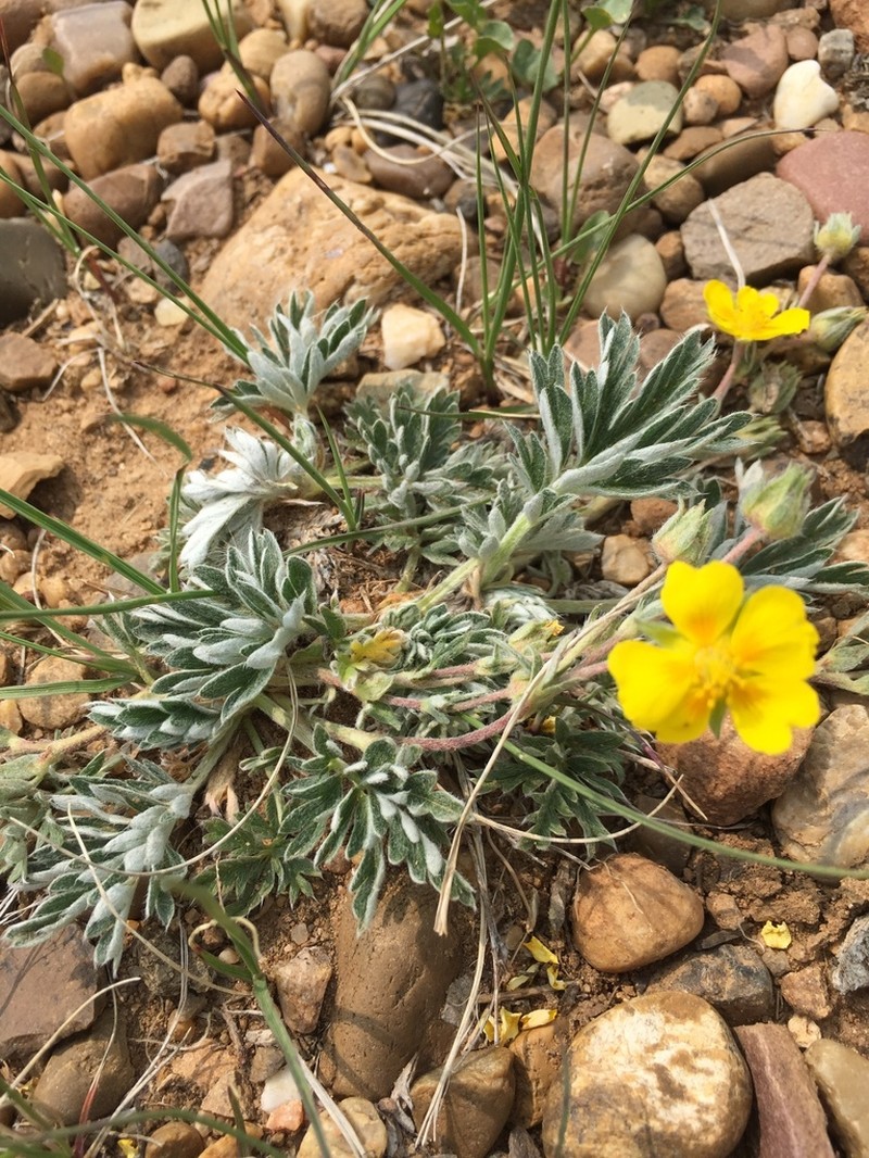 Macoun's Cinquefoil photo 3