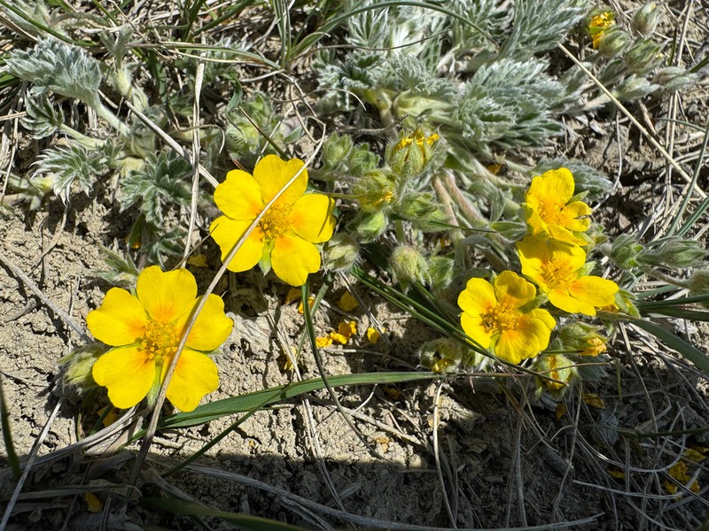 Macoun's Cinquefoil photo 4