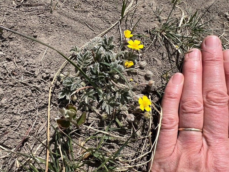 Macoun's Cinquefoil photo 5