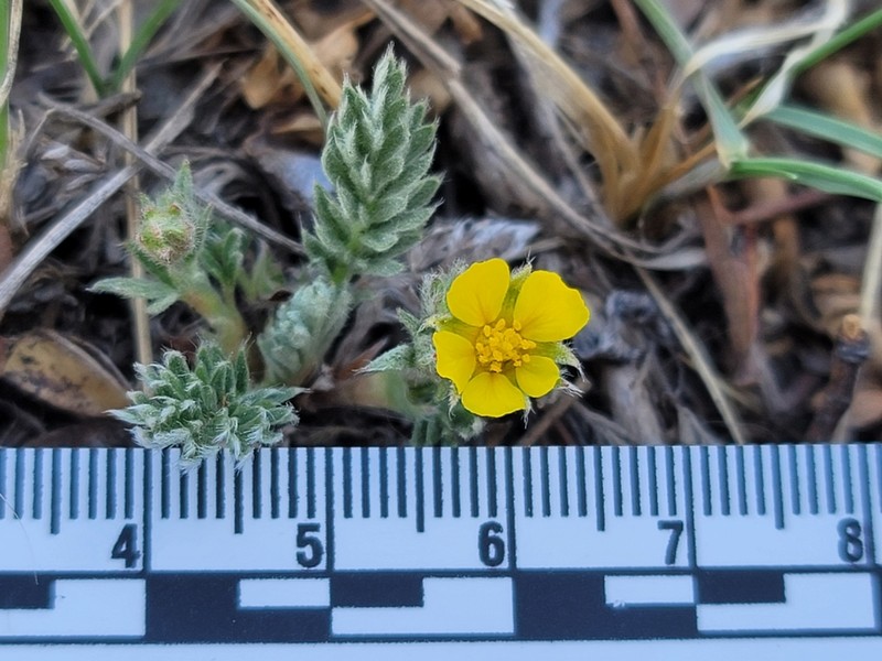 Macoun's Cinquefoil photo 6
