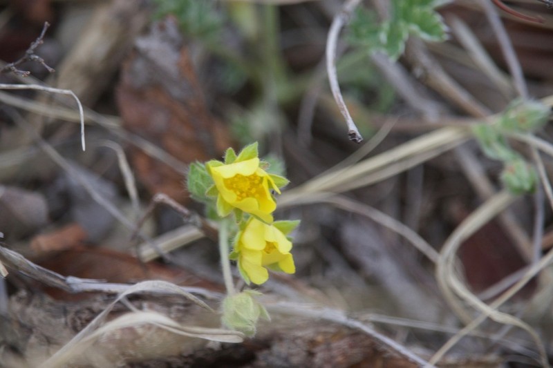 Macoun's Cinquefoil photo 7