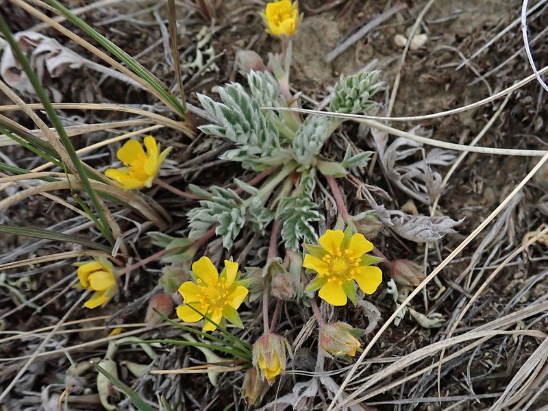 Macoun's Cinquefoil photo 8