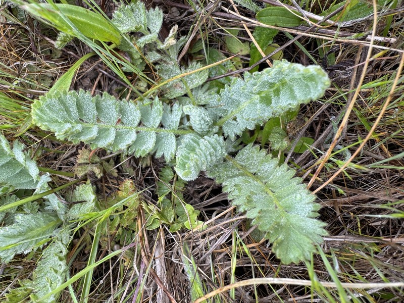 Point Reyes Horkelia photo 2