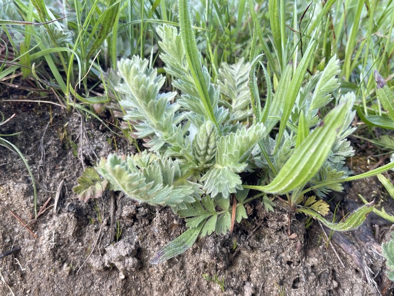 Point Reyes Horkelia photo 3