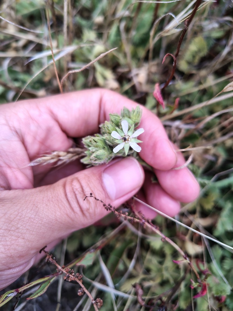 Point Reyes Horkelia photo 5
