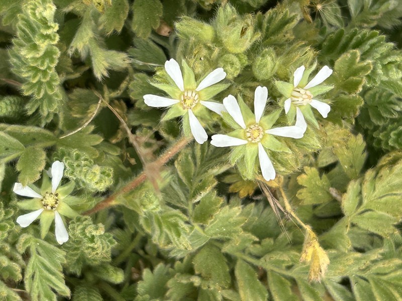 Point Reyes Horkelia photo 6
