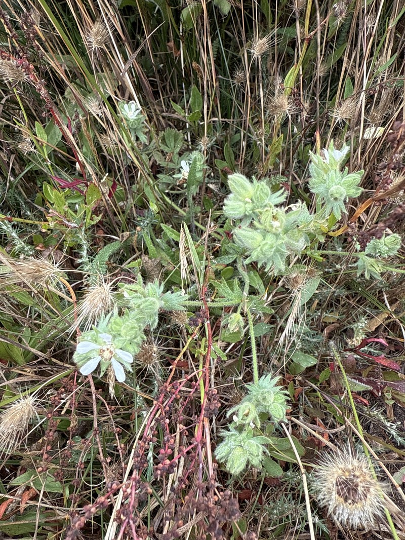 Point Reyes Horkelia photo 7