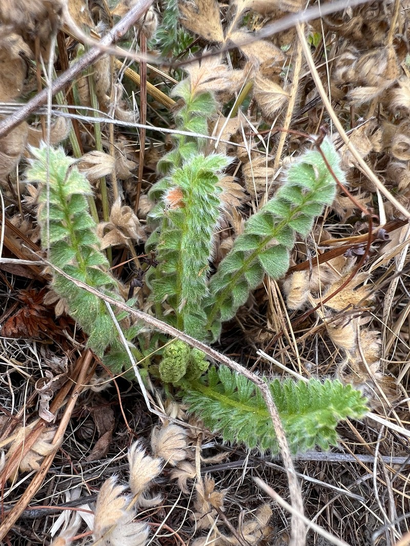 Point Reyes Horkelia photo 8