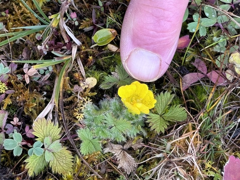 Potentilla matsumurae