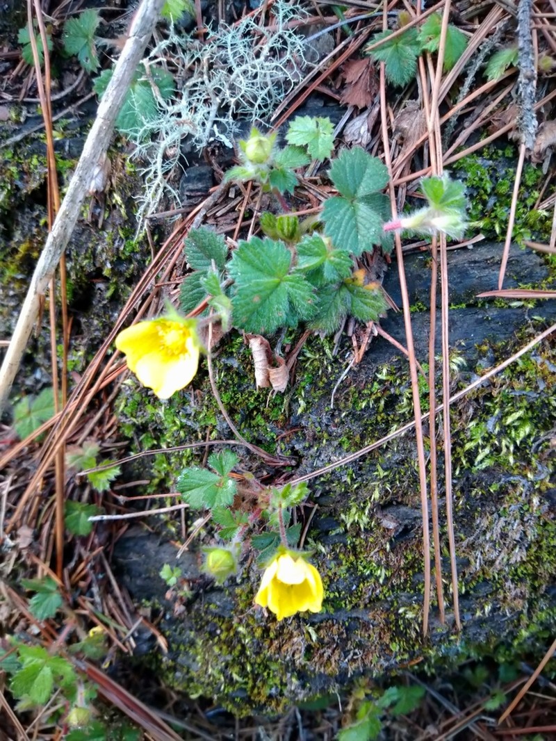 Potentilla matsumurae photo 2