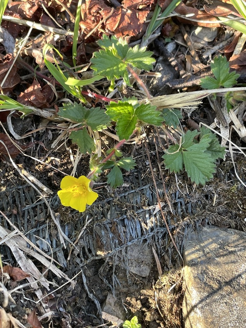Potentilla matsumurae photo 3