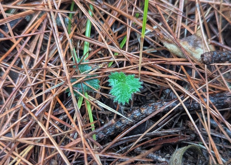 Potentilla matsumurae photo 4