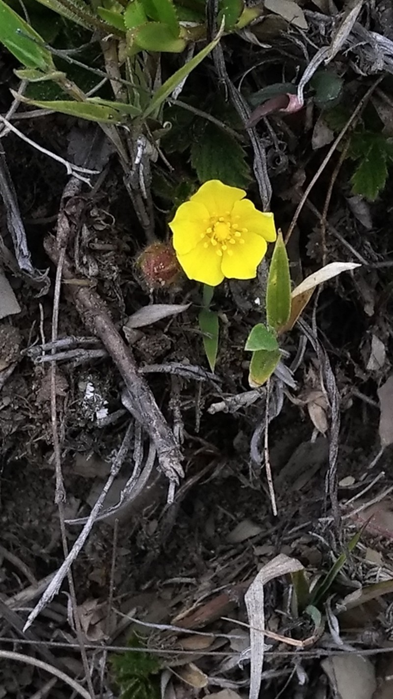 Potentilla matsumurae photo 5