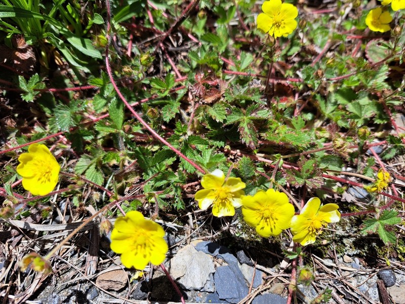 Potentilla matsumurae photo 6