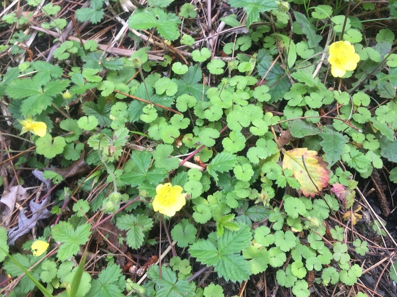Potentilla matsumurae photo 7