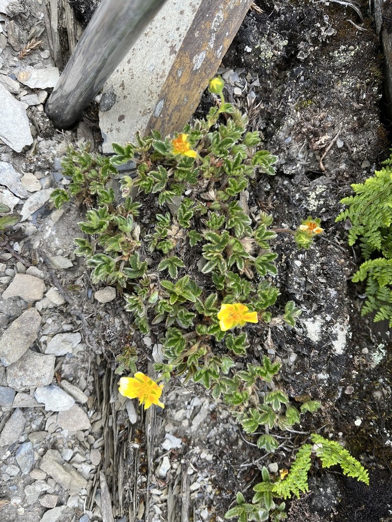 Potentilla matsumurae photo 8