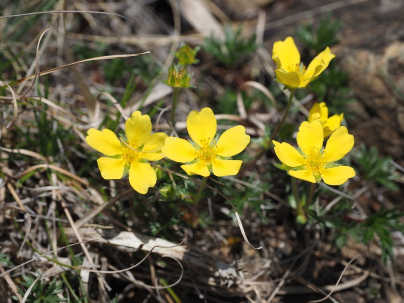Potentilla matsumurae var. apoiensis