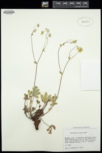 Potentilla maura