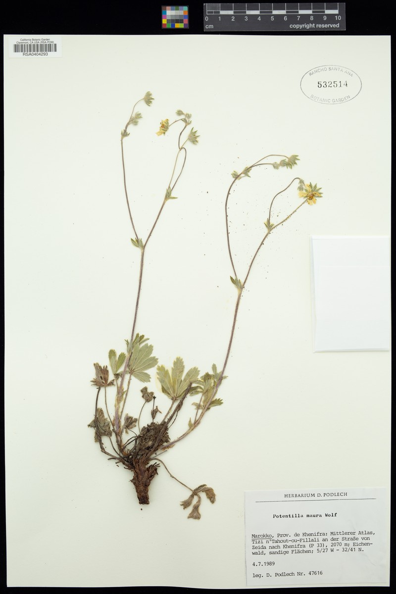 Potentilla maura