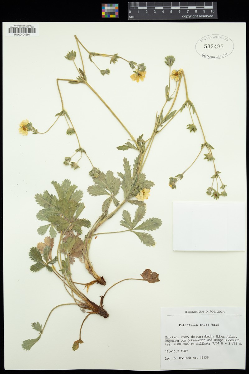Potentilla maura photo 2