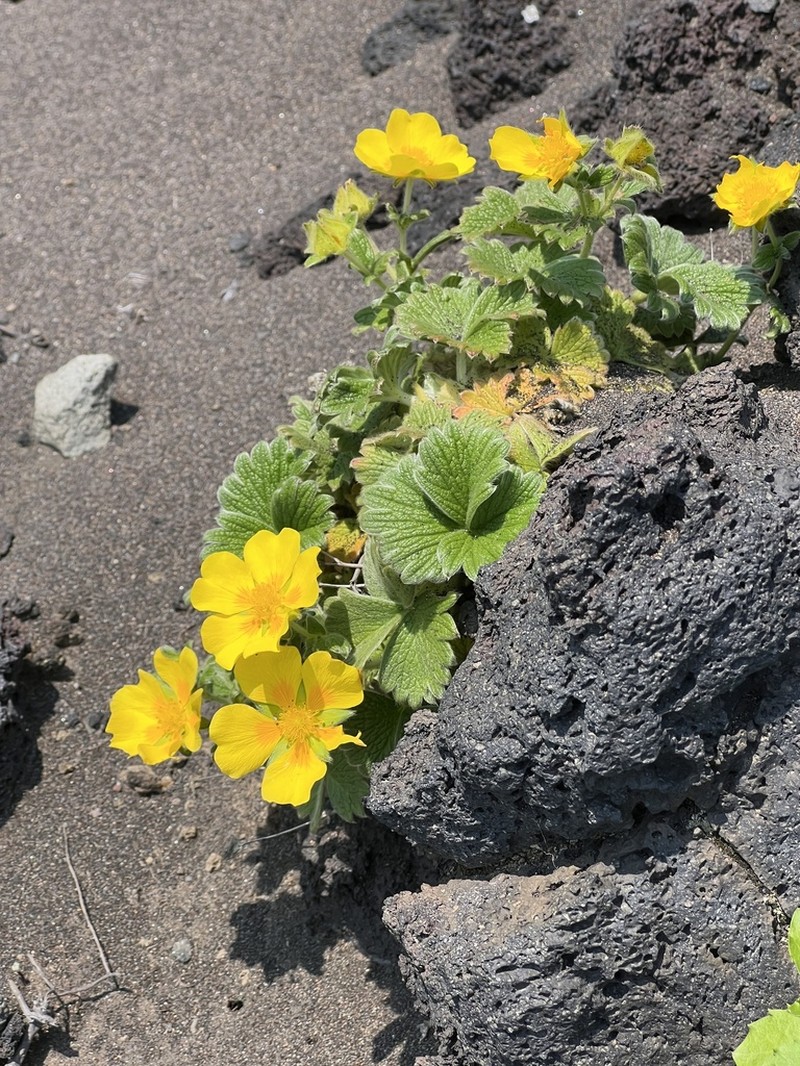 Potentilla megalantha