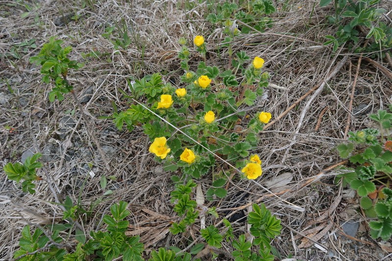 Potentilla megalantha photo 2