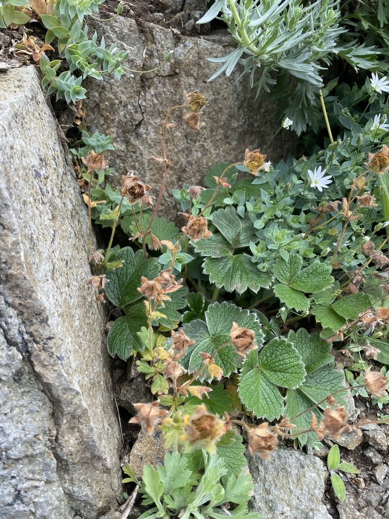 Potentilla megalantha photo 3