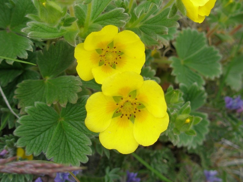 Potentilla megalantha photo 4