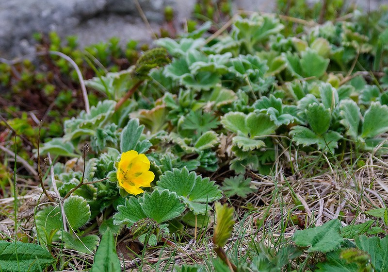 Potentilla megalantha photo 5