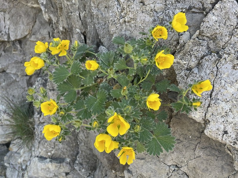 Potentilla megalantha photo 6