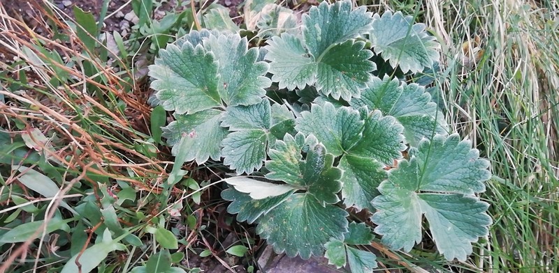 Potentilla megalantha photo 7