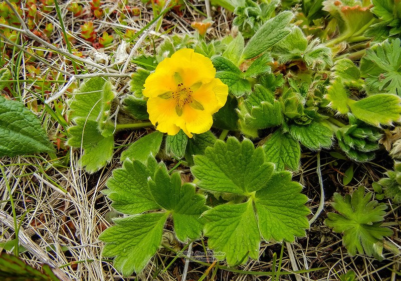 Potentilla megalantha photo 8
