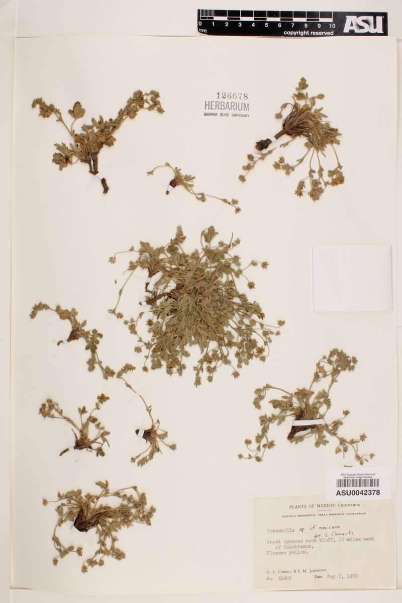 Potentilla mexiae