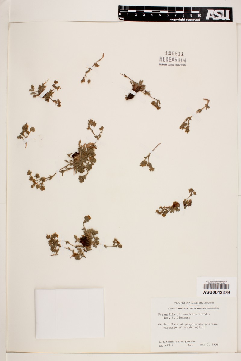 Potentilla mexiae photo 2