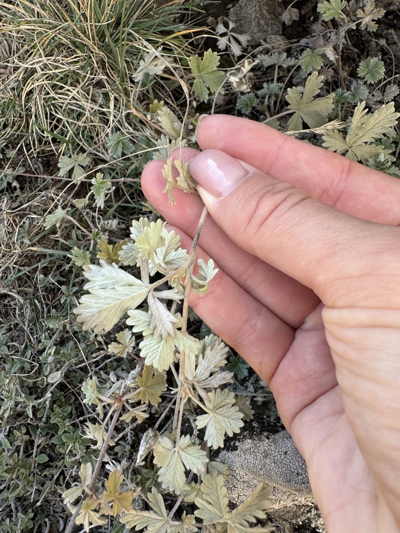 Potentilla meyeri