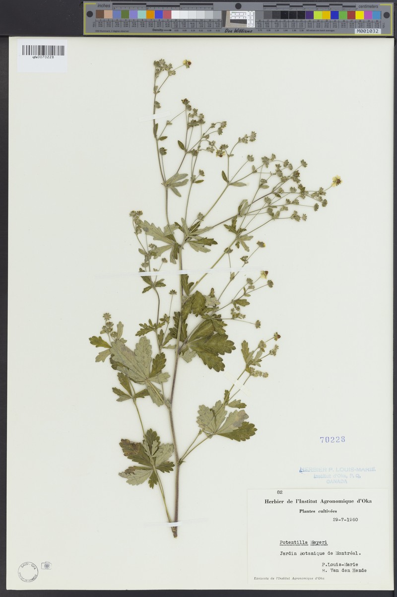 Potentilla meyeri photo 2