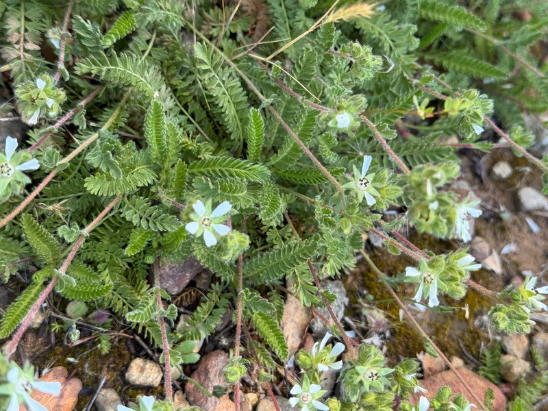 Santa Rosa Horkelia