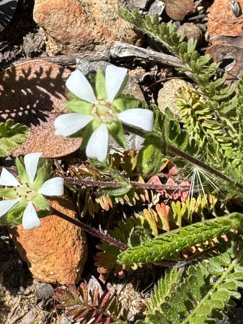 Santa Rosa Horkelia photo 2