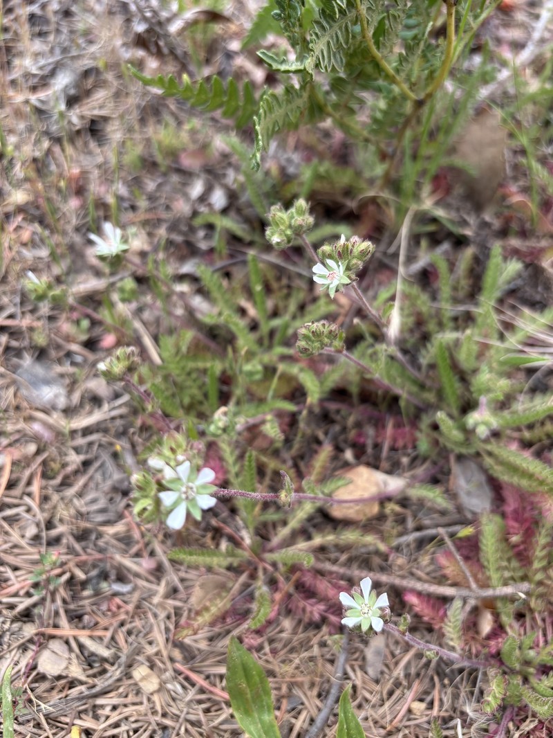 Santa Rosa Horkelia photo 4