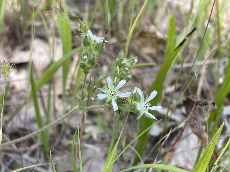 Santa Rosa Horkelia photo 6