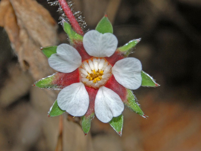 Potentilla micrantha